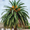 10 CANARY ISLAND Date PALM Phoenix Canariensis Tree Seeds