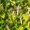 30 Red KIDNEY BEAN Phaseolus Vulgaris Vegetable Seeds