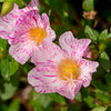40 Sundial PEPPERMINT PORTULACA Grandiflora Moss Rose Pink Streaked Succulent Flower Seeds