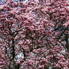 5 SAUCER MAGNOLIA x Soulangeana Denudata & Liliiflora 5 - 10" Pink & White Flower Tulip Tree Seeds
