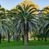 10 CANARY ISLAND Date PALM Phoenix Canariensis Tree Seeds