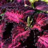 20 BLACK DRAGON COLEUS Solenostemon Scutellarioides Painted Nettle Maroon & Black Shade Flower Seeds