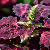 20 BLACK DRAGON COLEUS Solenostemon Scutellarioides Painted Nettle Maroon & Black Shade Flower Seeds
