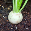 Hailstone White Globe Radish Seeds – Raphanus Sativus Vegetable – photo 2