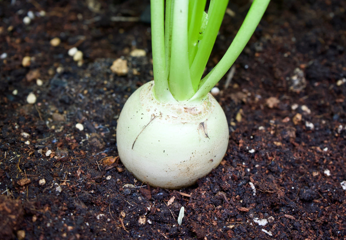 Hailstone White Globe Radish Seeds – Raphanus Sativus Vegetable – photo 2