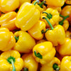 100 Golden YELLOW BELL PEPPER California Wonder Capsicum Annuum Vegetable Seeds