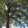 5 TRUE MAHOGANY TREE Honduran Big Leaf Sky Fruit Swietenia Macrophylla Seeds
