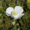 250 PERSIAN WHITE POPPY Papaver Somniferum Flower Seeds