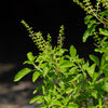 250 Green Tulsi HOLY BASIL Ocimum Sanctum Tenuiflorum Herb Flower Seeds