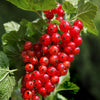 20 Red WAX CURRANT Edible Fruit Berries Pink Flowers Shrub Ribes Cereum Seeds