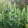 500 GIANT YELLOW HYSSOP Agastache Nepetoides Herb Flower Seeds