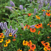 100 HELENIUM ' AUTUMN LEAVES ' Mix Helenium Autumnale Sneezeweed Mixed Colors Flower Seeds