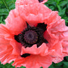 Princess Victoria Louise Oriental Poppy Seeds – Papaver Orientale Flower – photo 2