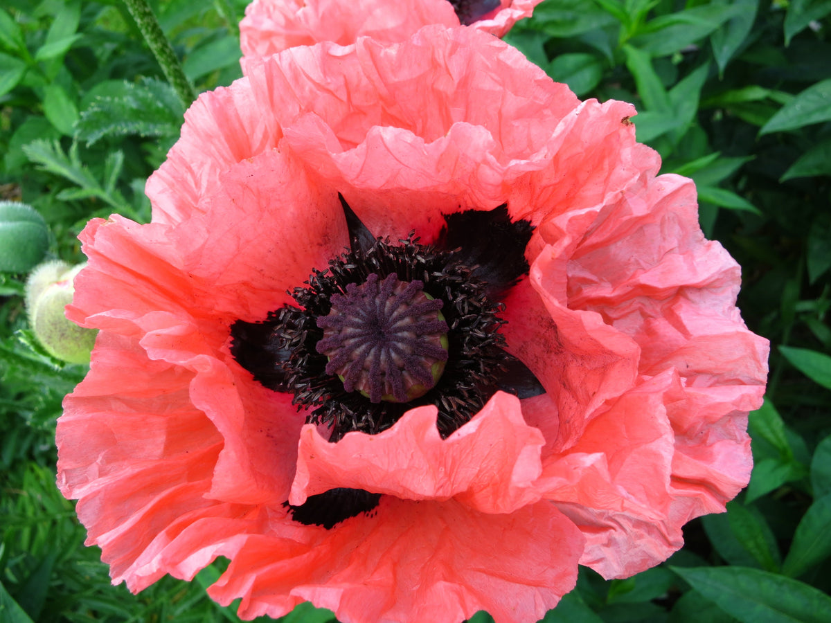 Princess Victoria Louise Oriental Poppy Seeds – Papaver Orientale Flower – photo 2