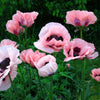 Mixed Colors Oriental Poppy Papaver Orientale Flower Seeds – photo 4