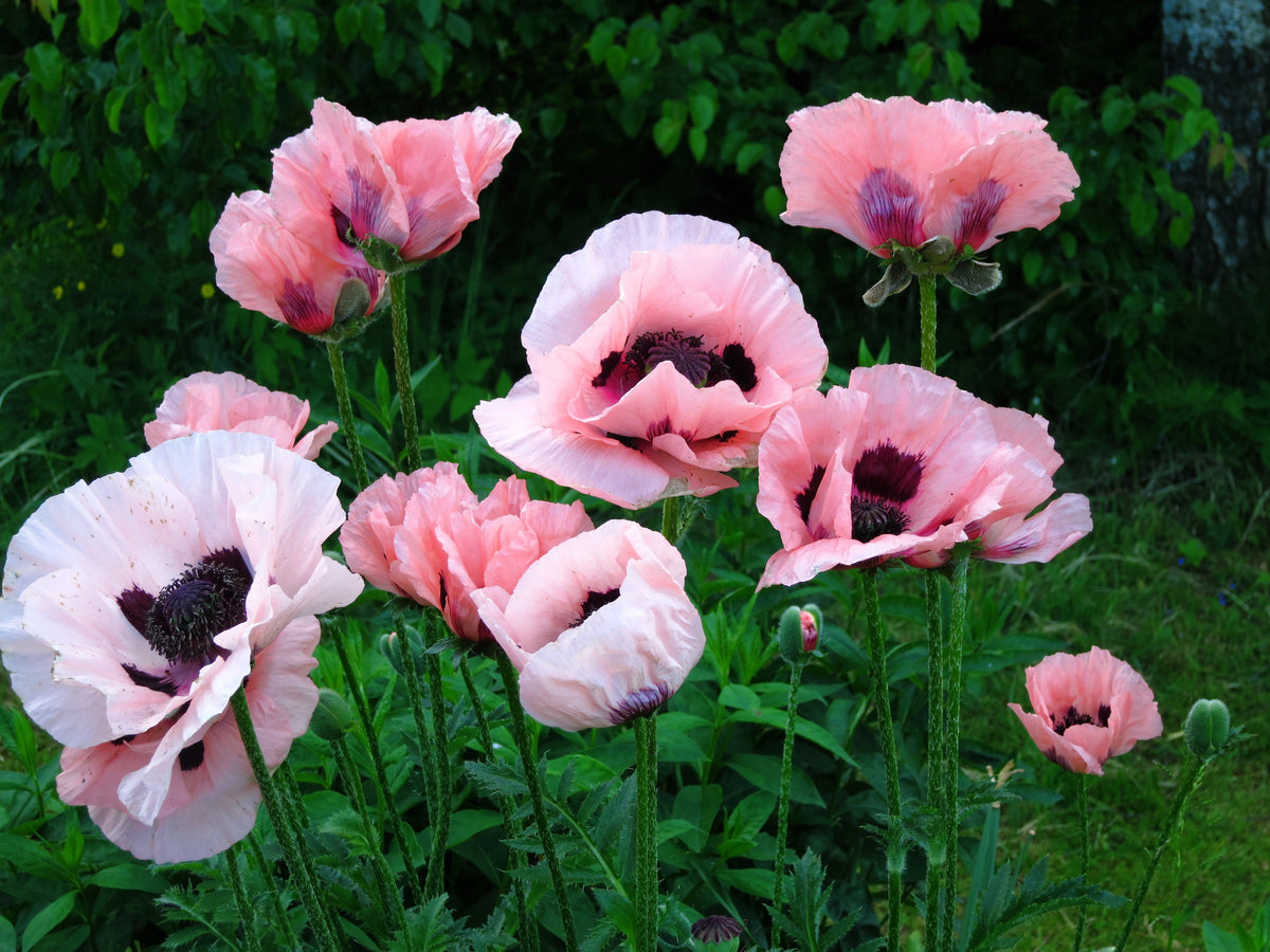Mixed Colors Oriental Poppy Papaver Orientale Flower Seeds – photo 4