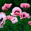 Princess Victoria Louise Oriental Poppy Seeds – Papaver Orientale Flower – photo 8