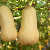 50 WALTHAM BUTTERNUT SQUASH Winter Cucurbita Moschata Vegetable Seeds