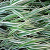 1000 Variegated RIBBON GRASS Reed Canary Phalaris Arundinacea Pink Flower Seeds