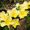 Golden Yellow Father Hugo Rose Seeds – Rosa Hugonis Flower Bush Shrub – photo 11