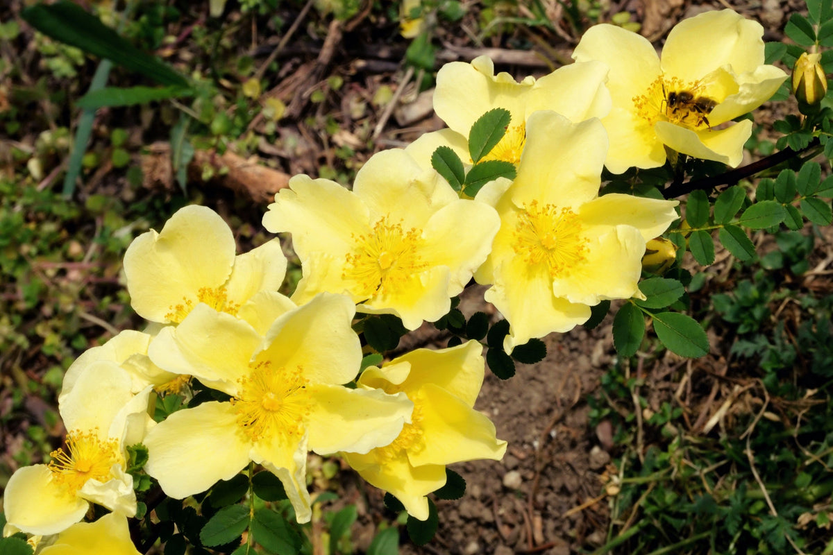 Golden Yellow Father Hugo Rose Seeds – Rosa Hugonis Flower Bush Shrub – photo 11