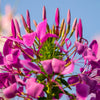 200 CHERRY QUEEN CLEOME Spinosa Hassleriana Carmine Rose Spider Flower Seeds