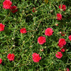 100 Red PORTULACA Grandiflora / MOSS ROSE Succulent Flower Seeds