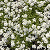 100 Victoria WHITE FORGET Me NOT Myosotis Alpestris Shade or Sun Flower Seeds