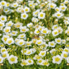 5 MADONNA ANEMONE Sylvestris White & Yellow Flower Seeds
