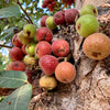30 CLUSTER FIG Ficus Racemosa Red River Indian Guilar Tree Houseplant Seeds