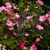 10 VULCAN MALOPE Trifida / Mallowwort / Mallow Flower Seeds