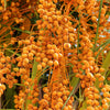 10 COCO PALM Jelly Palm Pindo Butia Capitata Edible Fruit Tree Houseplant Seeds