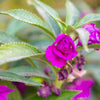 100 Mixed Dwarf TOM THUMB IMPATIENS Balsamina - Sun or Shade - Double Purple, Red, White, Pink, & Orange Flower Seeds