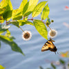 50 BUTTONBUSH / HONEYBALL Cephalanthus Occidentalis White Hummingbird Flower Bush Shrub Seeds