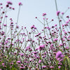 250 COMMON VERVAIN Verbena Officinalis European Herb Pink Purple Flower Seeds