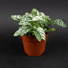 10 Hypoestes Phyllostachya Seeds – Dwarf White Splash Select