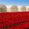100 RED Forest Fire COCKSCOMB CELOSIA Plumosa Seeds