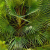 5 COMMON WINDMILL PALM Trachycarpus Fortunei Hardy Chusan Palm Tree Sun Shade Houseplant Seeds