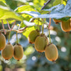 100 KIWI FRUIT Kiwi Actinidia Vine Seeds (Kiwifruit / Hardy Kiwi / Tara Vine / Yang Tao / Chinese Gooseberry / Chinese Strawberry)