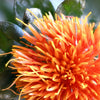 300 SAFFLOWER Saffron Carthamus Tinctorius Yellow Orange Flower Seeds