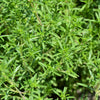 3000 SUMMER SAVORY Satureja Hortensis Herb Purple Flower Seeds