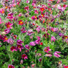 10 RED ANEMONE Pulsatilla Vulgaris PASQUE Flower Seeds