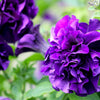 20 DOUBLE MIX PETUNIA Floribunda Red Pink Purple Flower Seeds
