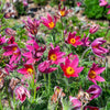 10 RED ANEMONE Pulsatilla Vulgaris PASQUE Flower Seeds