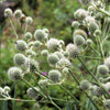 200 RATTLESNAKE MASTER / Button Snakeroot  Eryngium Yuccifolium Flower Seeds