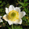 25 WHITE ANEMONE Pulsatilla Vulgaris PASQUE flower Seeds