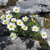 25 WHITE ANEMONE Pulsatilla Vulgaris PASQUE flower Seeds
