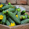 200 NATIONAL PICKLING CUCUMBER Fruit Cucumis Sativus Seeds