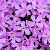 20 PRAIRIE PHLOX Pilosa Mixed Colors Pink Purple White Native Flower Seeds