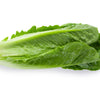 3000 PARRIS ISLAND Romaine LETTUCE Lactuca Sativa Vegetable Seeds